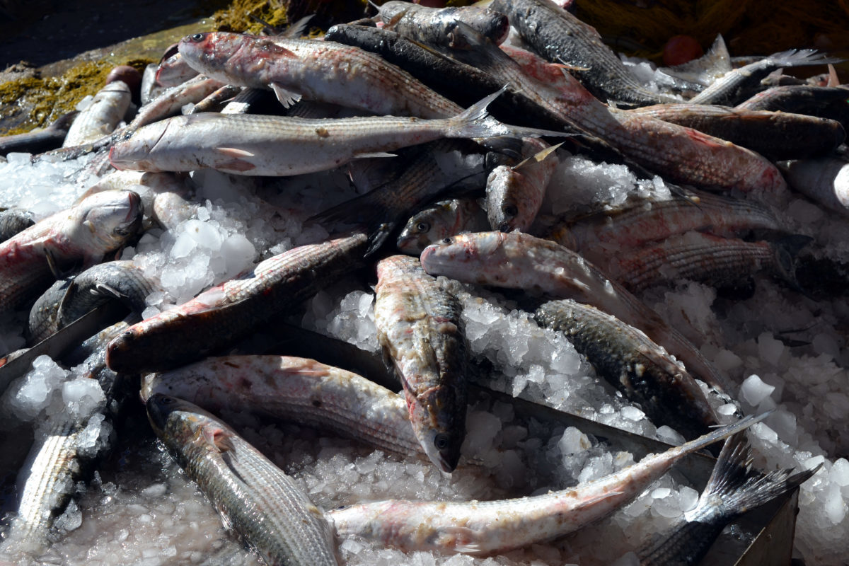 Εύβοια: Η θάλασσα γέμισε τσιπούρες – Σε πελάγη ευτυχίας οι ψαράδες – Η εξήγηση πίσω από τις απίθανες εικόνες!