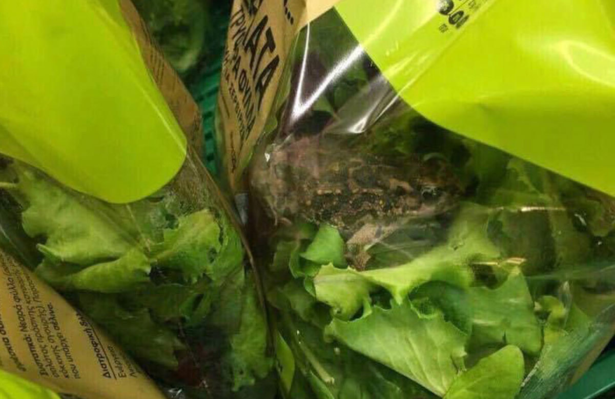 Βάτραχος σε σαλάτα: Πανηγύρι στο twitter
