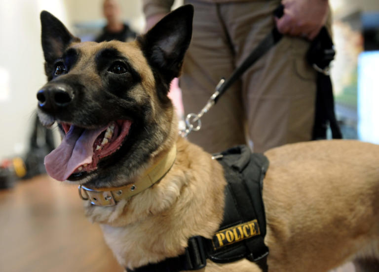 Πρέβεζα: Το πατάρι του καταστήματος έκρυβε τα πειστήρια της ενοχής τους – Ο αστυνομικός σκύλος δεν έκανε λάθος [pics]