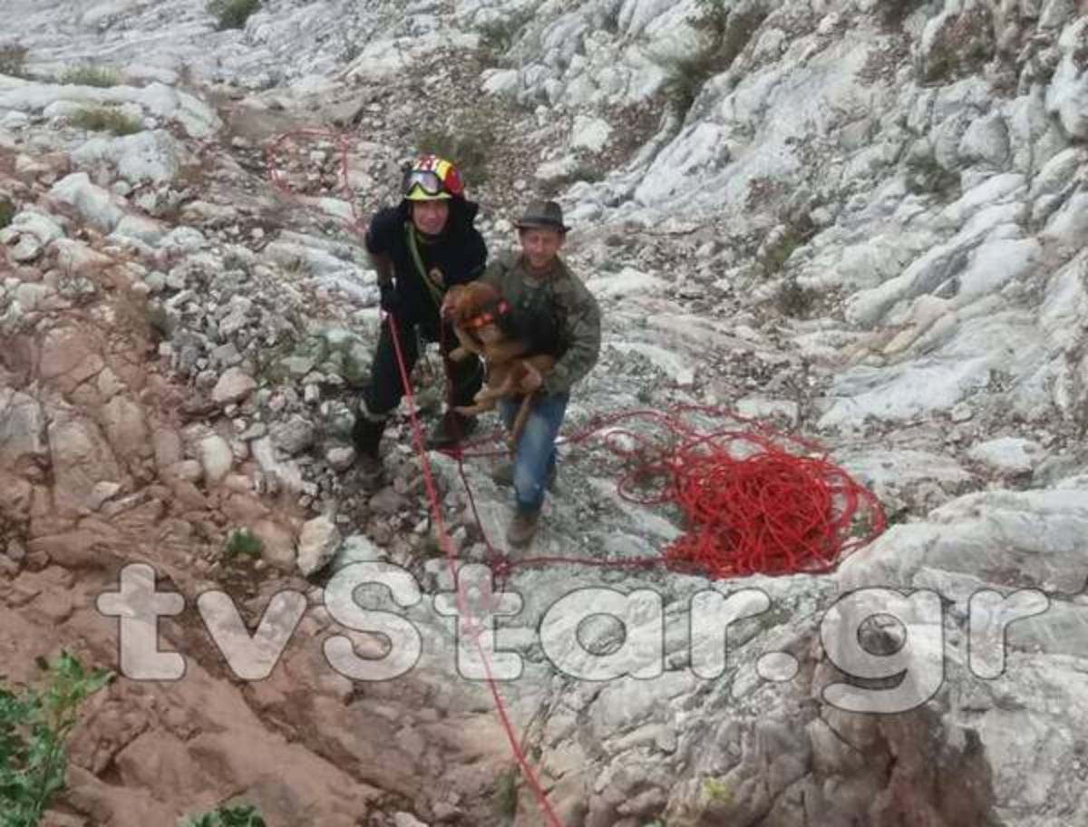 Ήρωες πυροσβέστες κατέβηκαν σε γκρεμό και έσωσαν εγκλωβισμένα κυνηγόσκυλα [pics]