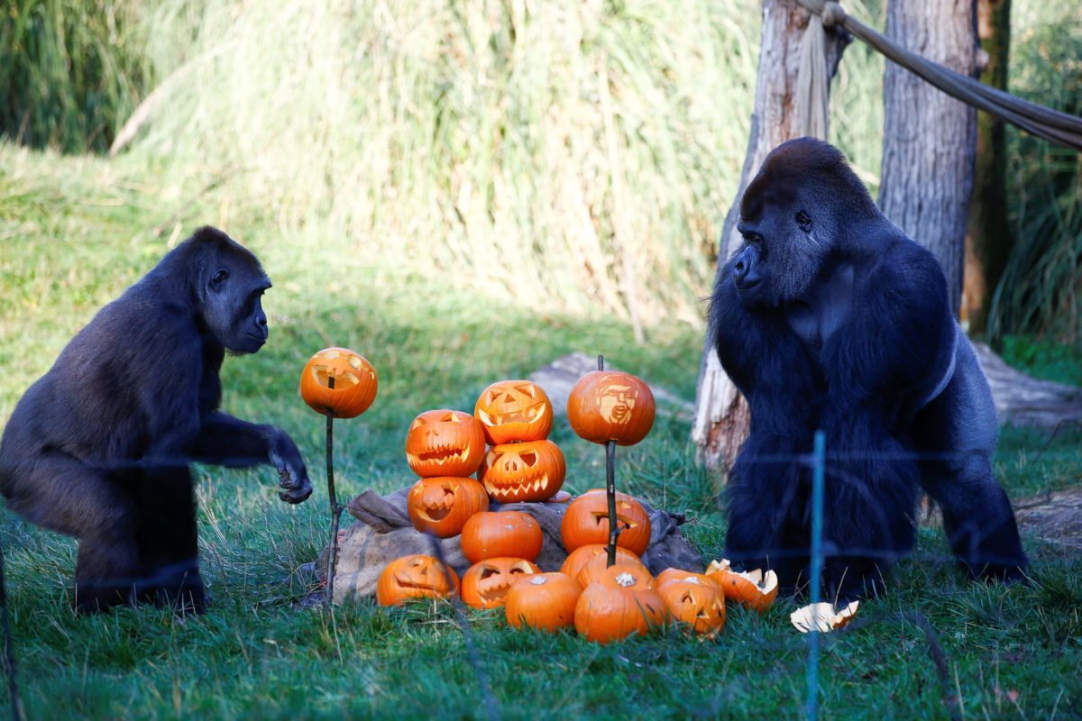 Γιόρτασαν το Halloween στον ζωολογικό κήπο του Λονδίνου! Ξεκαρδιστικές εικόνες [pics]