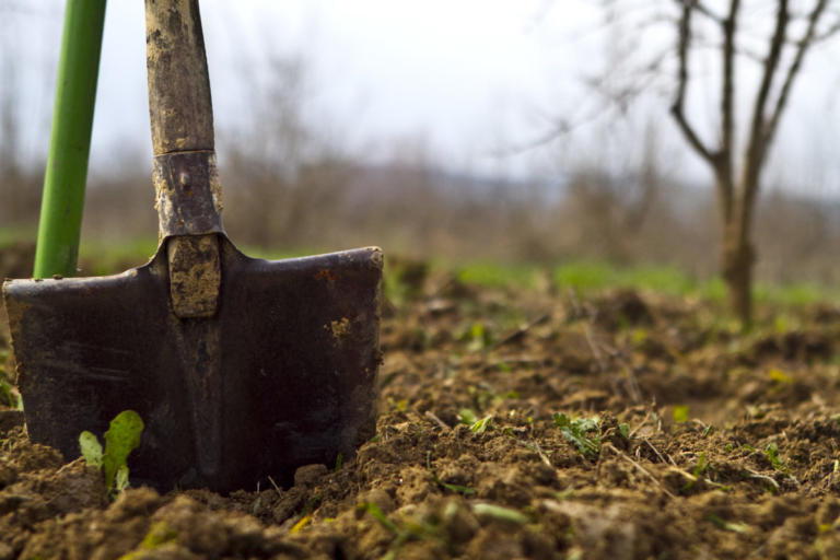 Φθιώτιδα: Αγρότης φύτευε ελιές και βρήκε αρχαιολογικό θησαυρό!