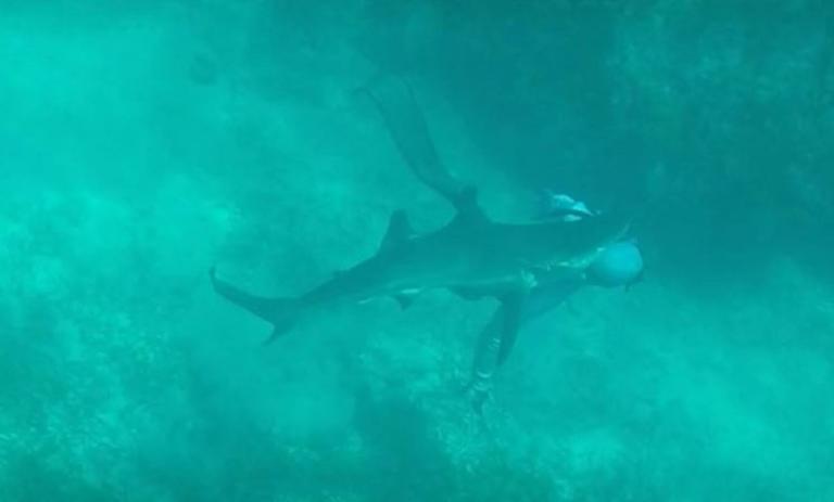 Καρχαρίας δαγκώνει ψαροντουφεκά στο κεφάλι! Video