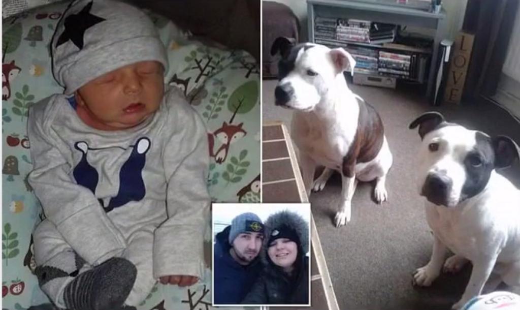 Χαροπαλεύει νεογέννητο αγοράκι μετά από επίθεση του σκύλου της οικογένειας! – Video