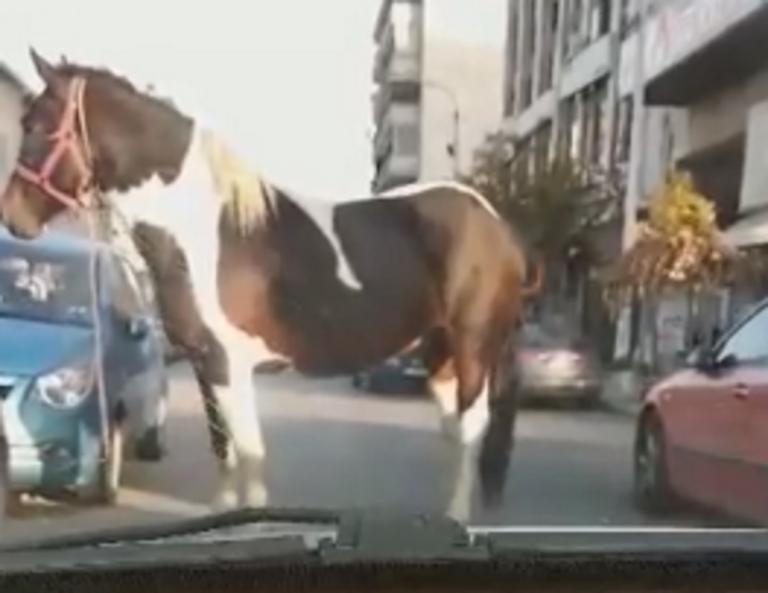 Θεσσαλονίκη: Οι οδηγοί είδαν μπροστά τους αυτή την εικόνα – Η εξήγηση για το άλογο – video