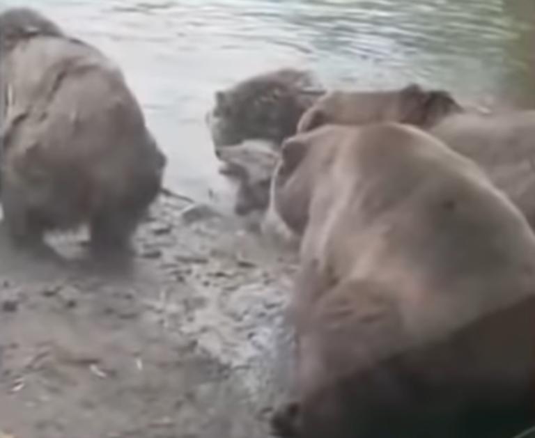 Αρκούδες κατασπάραξαν λύκαινα μπροστά στα μάτια έντρομων παιδιών [video]
