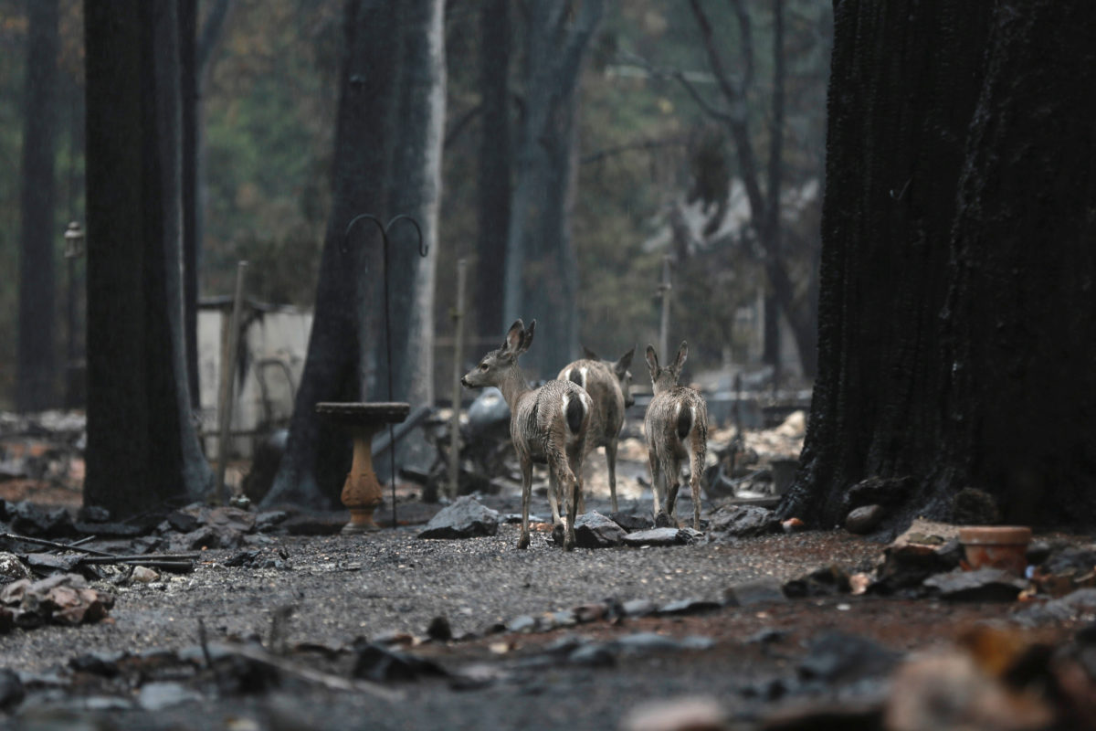 Καλιφόρνια: Αγνοούνται ακόμα 563 άνθρωποι – 86 οι νεκροί από τις φωτιές