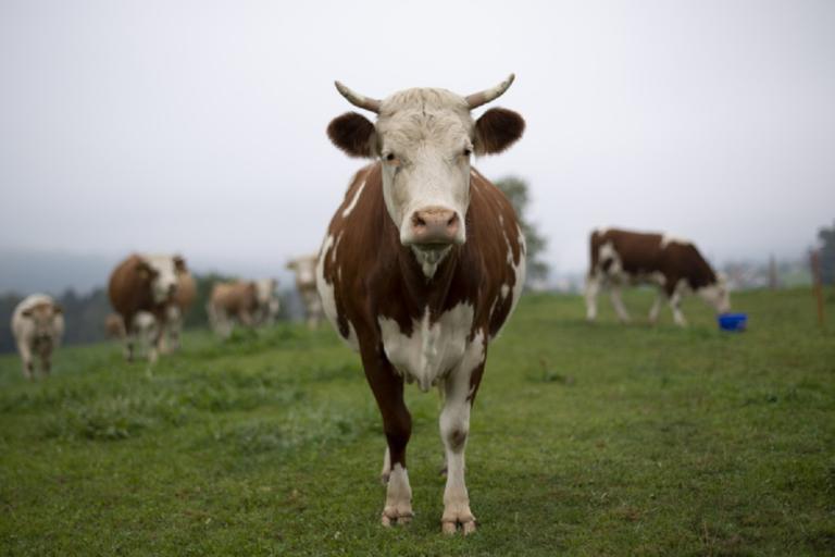 Το… δημοψήφισμα στην Ελβετία αποφάνθηκε! Όχι στις αγελάδες με κέρατα!