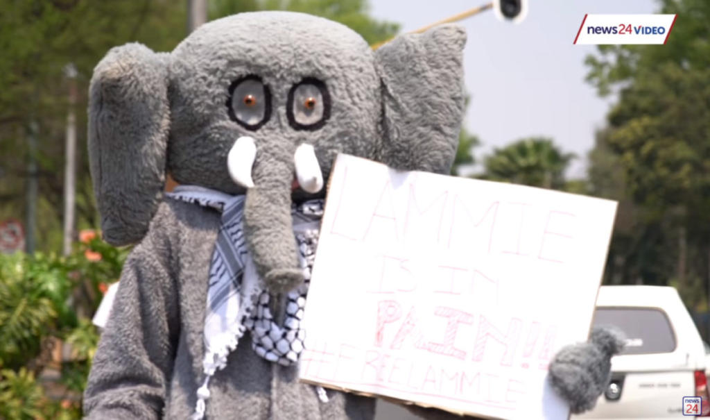 Νότια Αφρική: Διαδηλώσεις για την απελευθέρωση της τελευταίας ελεφαντίνας του ζωολογικού κήπου του Γιοχάνεσμπουργκ