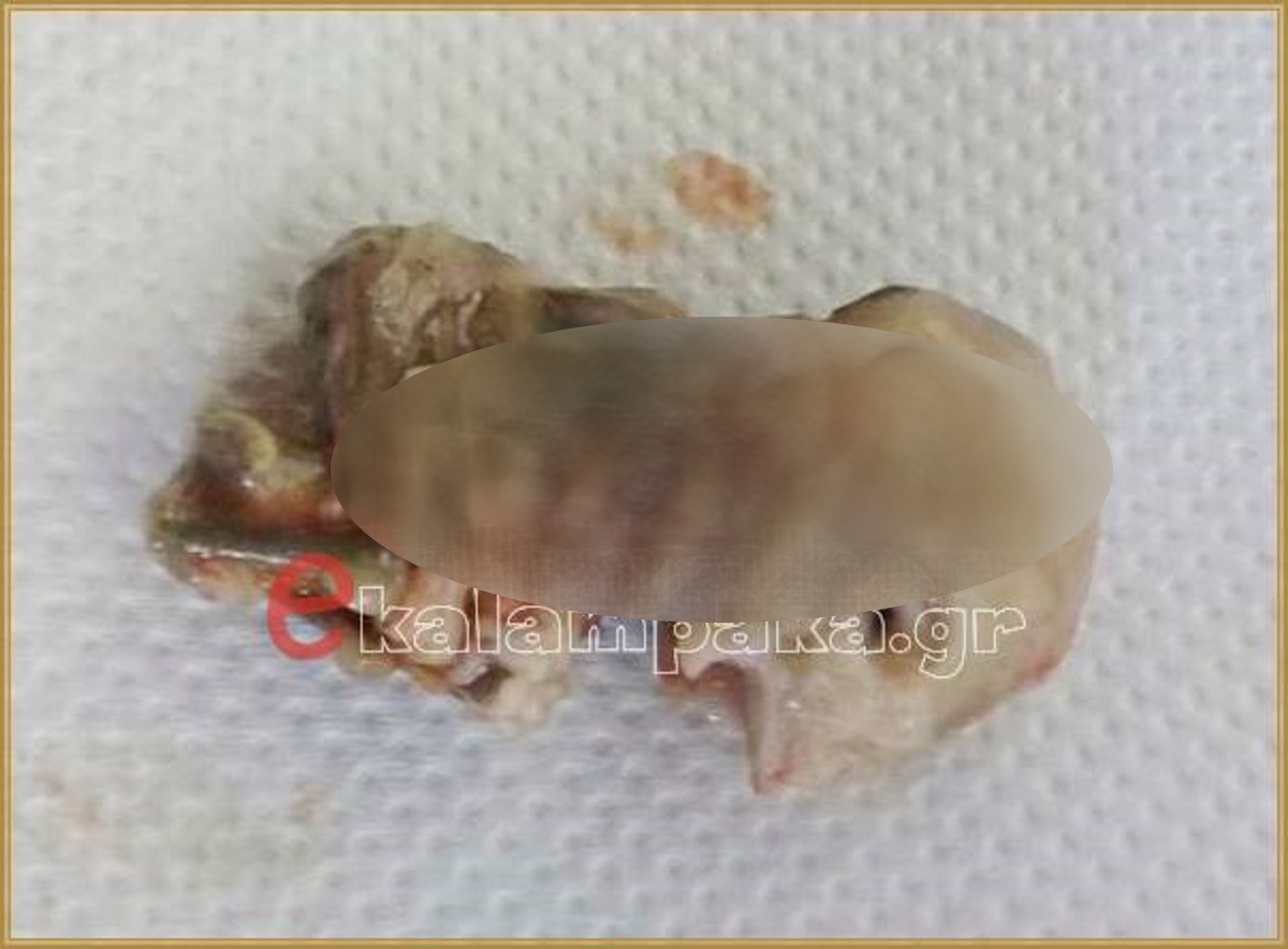 Θρίλερ με έμβρυο που βρέθηκε στο σώμα σκυλίτσας στην Καλαμπάκα! [pics]