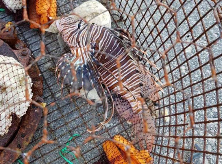 Ρόδος: Έπιασε αυτό το ψάρι και προτίμησε να μην το ακουμπήσει – Τα αγκάθια του έκρυβαν δηλητήριο – video