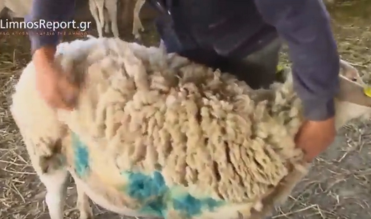 Ελάφια επιτέθηκαν και σκότωσαν πρόβατα στη Λήμνο! – video