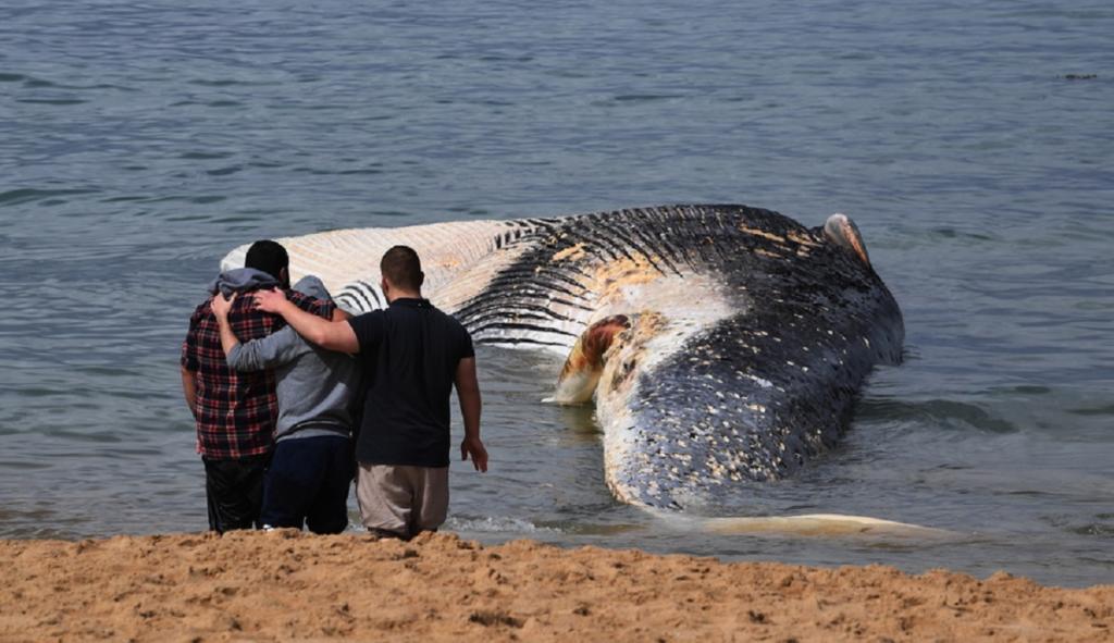 Ινδονησία: Βρέθηκε νεκρή μια φάλαινα με γεμάτο το στομάχι της με έξι κιλά πλαστικά απόβλητα!