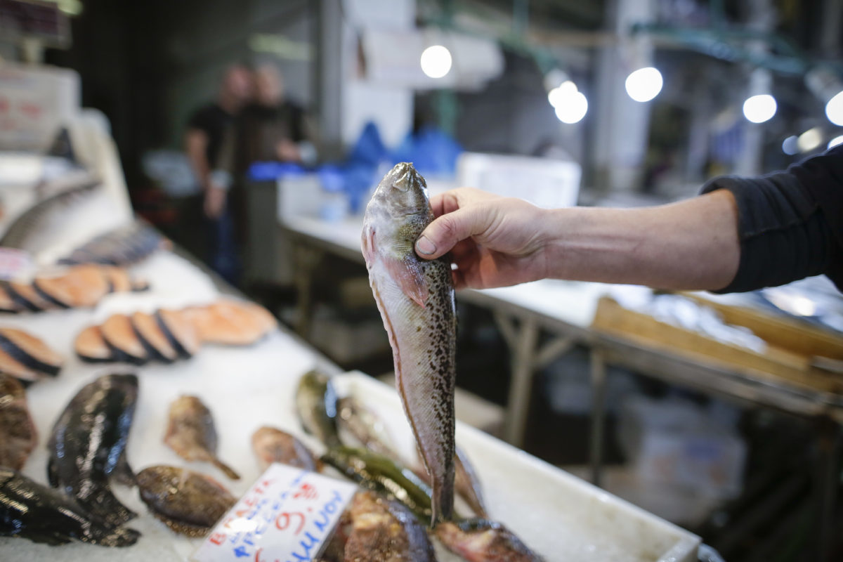 Πρέβεζα: Μοναδικά βιολογικά χαρακτηριστικά στα ψάρια του Αμβρακικού Κόλπου – Τι έδειξαν οι αναλύσεις!
