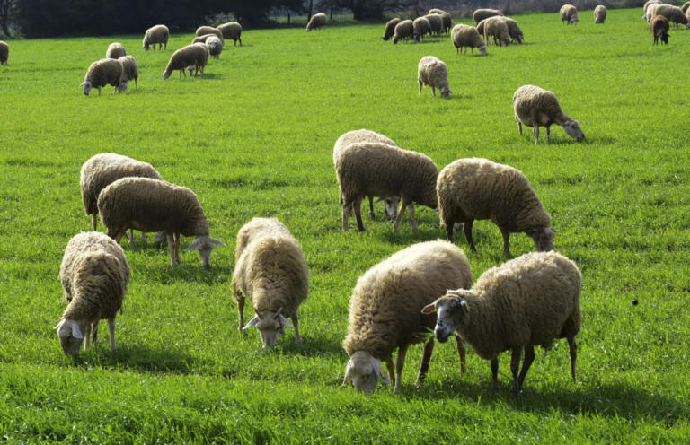 Έκαψε ζωντανά 100 πρόβατα γιατί… είχε διαφορές με τον κτηνοτρόφο!
