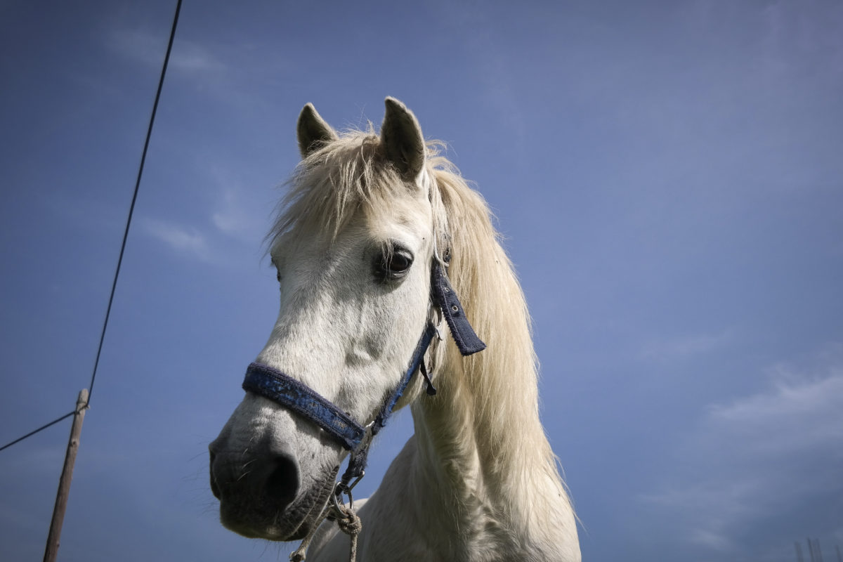 Βόλος: Άλογο έτρεχε στο αντίθετο ρεύμα – Πανικός στην Εθνική