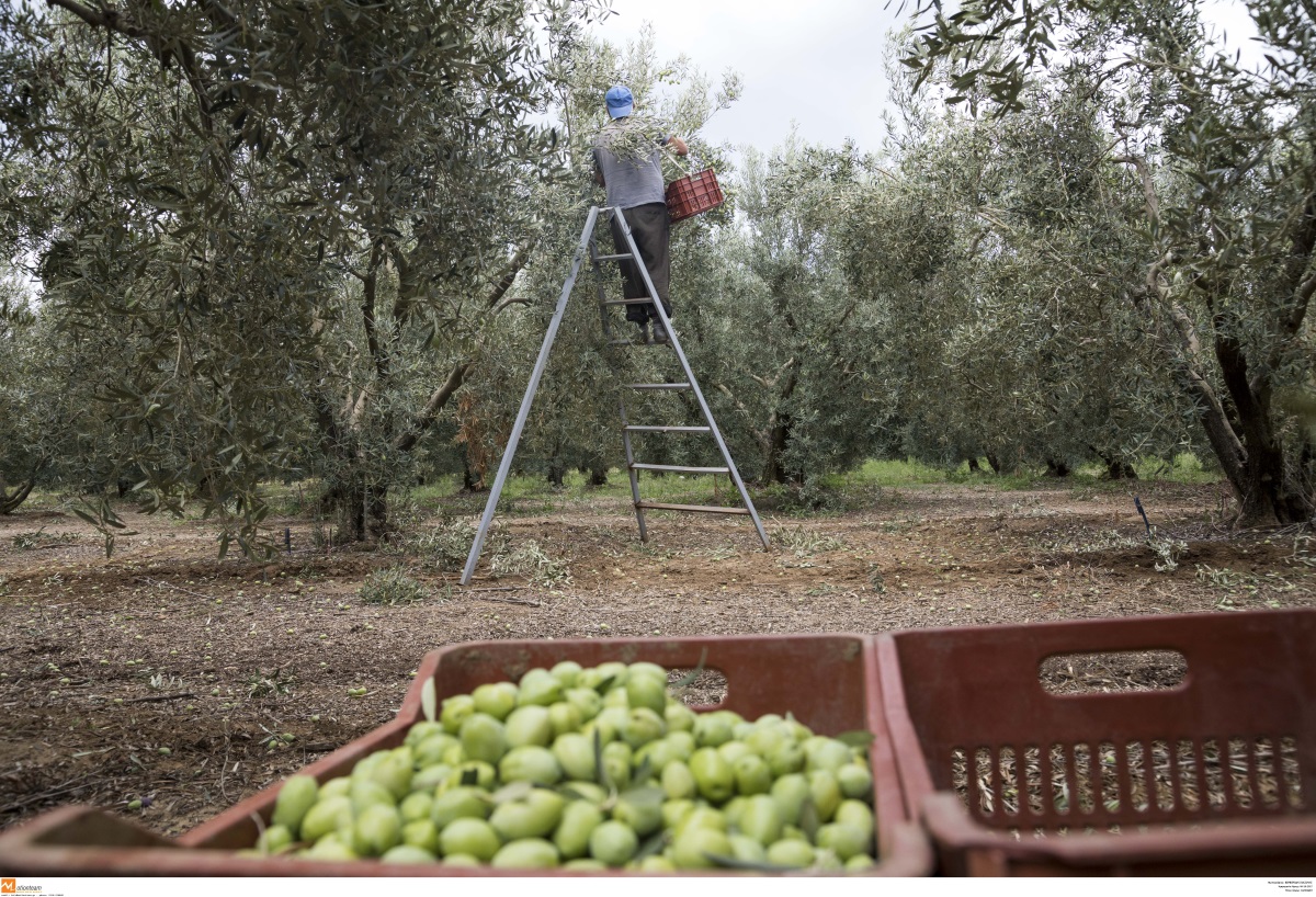 Το πιο καλό ελαιόλαδο στον κόσμο είναι για 1η φορά ελληνικό!