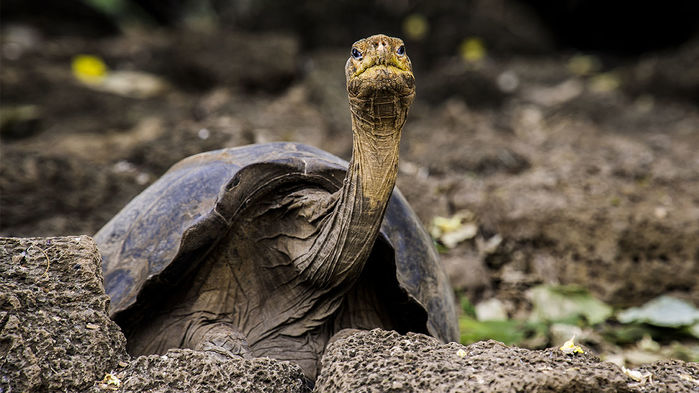 Μοναχικός Τζορτζ: Ψάχνουν το «μυστικό» της μακροζωίας στο DNA της γιγάντιας χελώνας