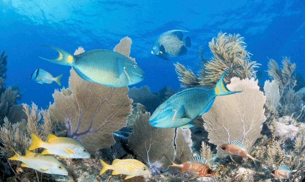 Ξαναγεννιέται ο Μεγάλος Κοραλλιογενής Ύφαλος, Παγκόσμιο Μνημείο της UNESCO!