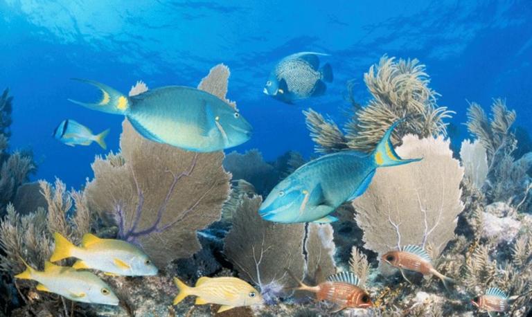 Ξαναγεννιέται ο Μεγάλος Κοραλλιογενής Ύφαλος - Παγκόσμιο Μνημείο της UNESCO! [pics, video]