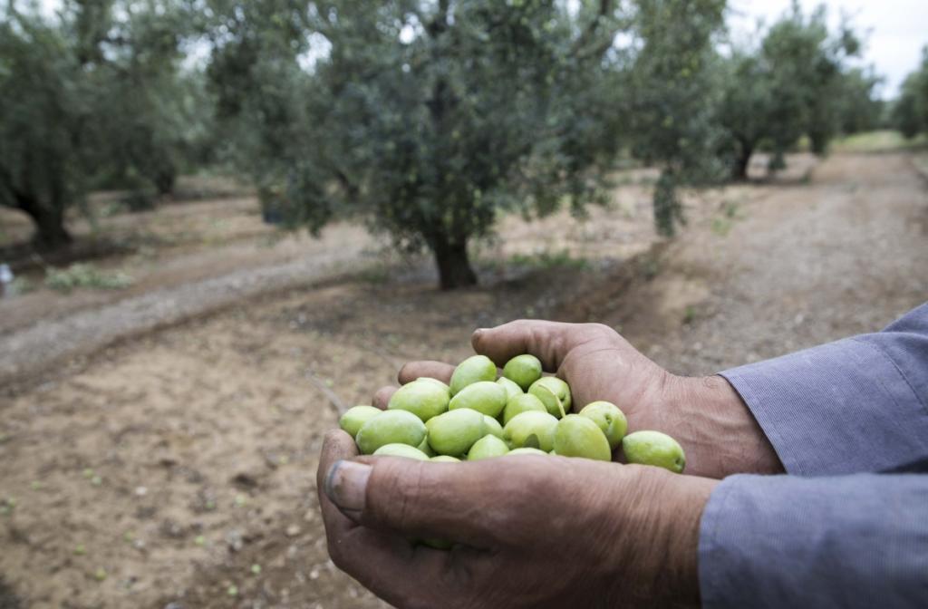 ΕΛΓΟ- ΔΗΜΗΤΡΑ: Μέχρι τις 7 Ιανουαρίου οι αιτήσεις για εγγραφή στο Μητρώο των Γεωργικών Συμβούλων