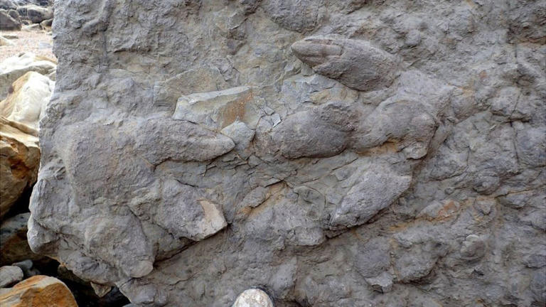 Δεινόσαυροι στη… Βρετανία: Βρήκαν πατημασιές 100 εκατ. ετών! [pic]