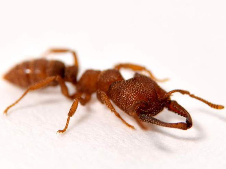 Το μυρμήγκι «Δράκουλας» είναι το πιο γρήγορο στο ζωικό βασίλειο! [pics, video]