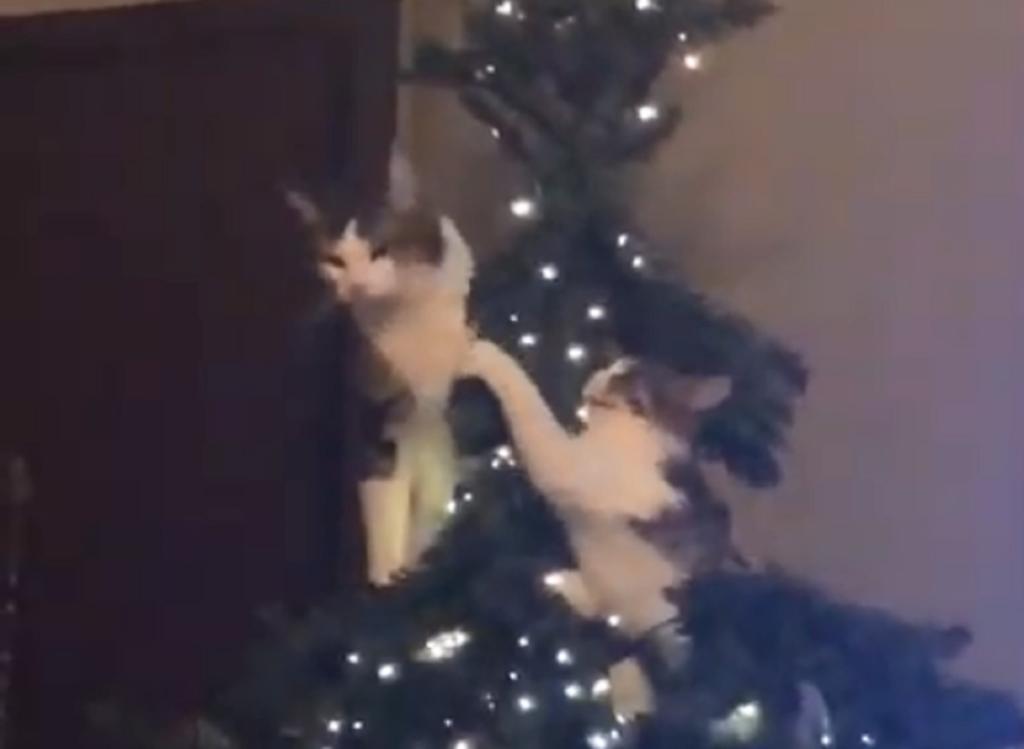 Δυο γάτες αποφάσισαν να λύσουν τις… διαφορές τους πάνω στο Χριστουγεννιάτικο δέντρο! – video