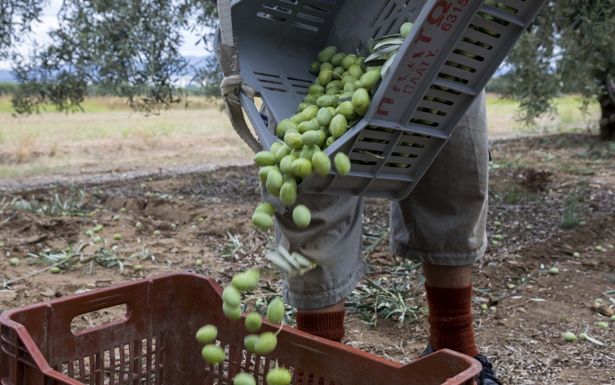 ΟΠΕΚΕΠΕ: Xoρήγηση δικαιωμάτων βασικής ενίσχυσης 2018