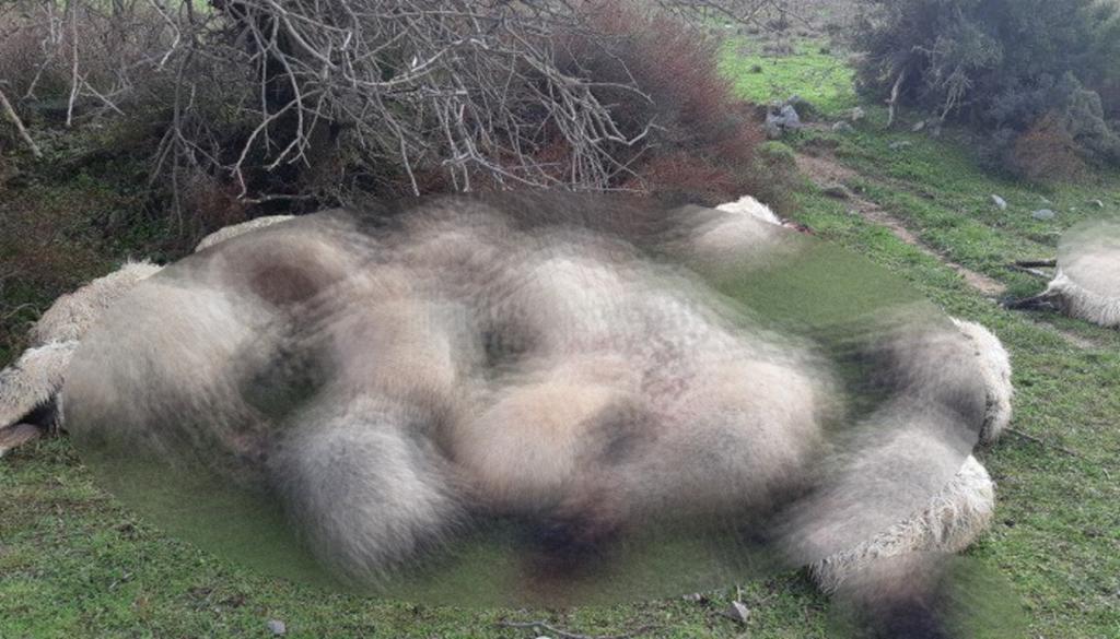 Κεραυνός σκότωσε ένα κοπάδι με πρόβατα στα Χανιά