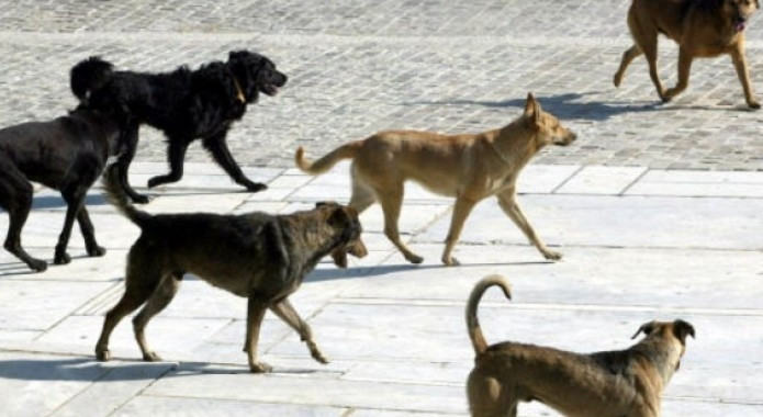 Βγήκε βόλτα και του επιτέθηκαν…20 αδέσποτα σκυλιά!