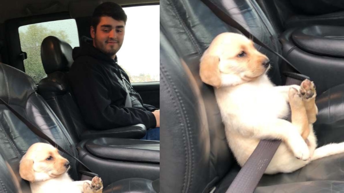 Ανέβασε αυτή τη φωτογραφία με έναν σκύλο, και “γονάτισε” το ίντερνετ