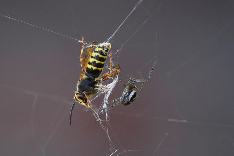 Το θρίλερ της φύσης: Eίδος σφήκας μετατρέπει αράχνες σε ζόμπι!