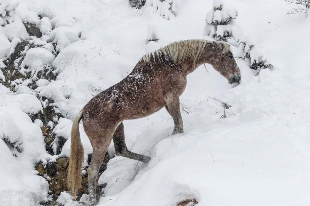 Μαγική εικόνα! Άγρια άλογα μέσα στα χιόνια