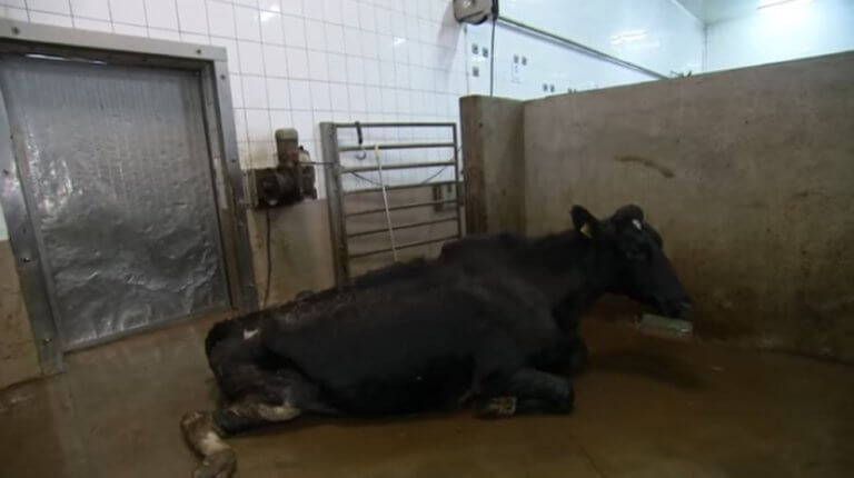 Παγκόσμιος σάλος για το διατροφικό σκάνδαλο με τις άρρωστες αγελάδες - Οι εικόνες που σόκαραν τον πλανήτη - video