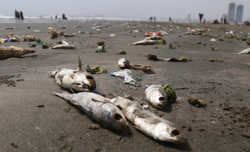 Οικολογική καταστροφή! Χιλιάδες ψάρια νεκρά από τον καύσωνα στην Αυστραλία