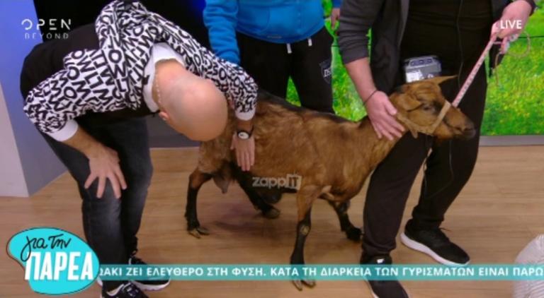 Δεν έχει προηγούμενο! Μπήκε κατσίκα στο πλατό του Μουτσινά! | Newsit.gr Δεν έχει προηγούμενο! Μπήκε κατσίκα στο πλατό του Μουτσινά! | Newsit.gr