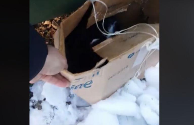 Κοζάνη: Άνοιξαν το χαρτόκουτο στα χιόνια και δεν έμειναν αδιάφοροι – Οι εικόνες που είδαν μέσα – video