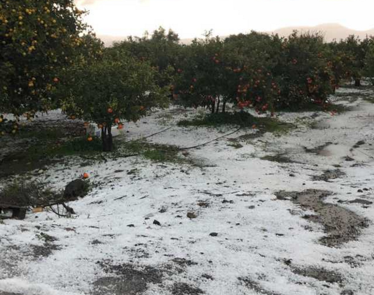 Λακωνία: Χαλάζι ισοπέδωσε τις καλλιέργειες [pics]