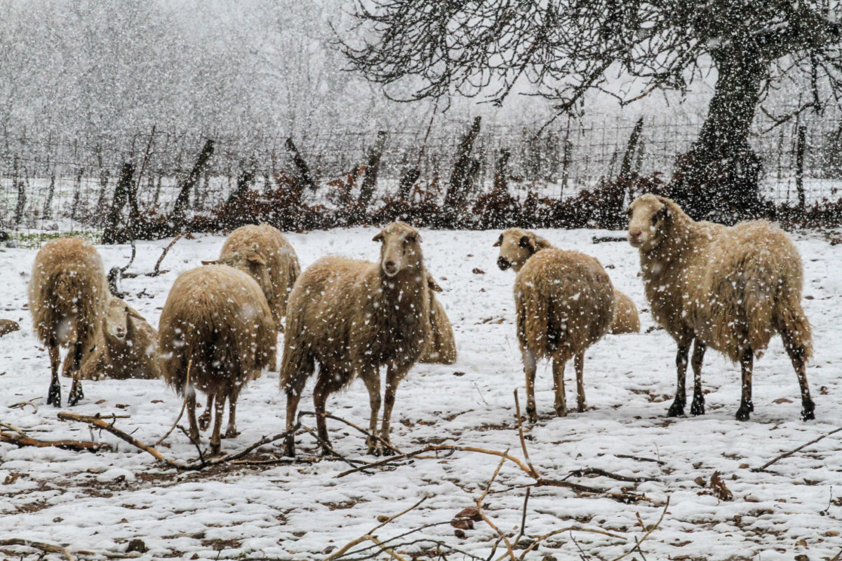 Λαμία: Άγρια σκυλιά κατασπάραξαν πρόβατα – Ο βοσκός ανήμπορος να αντιδράσει!
