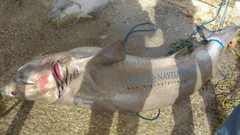 Αργολίδα: Έρευνα του λιμενικού για τον καρχαρία που μπλέχτηκε στα δίχτυα ψαράδων!