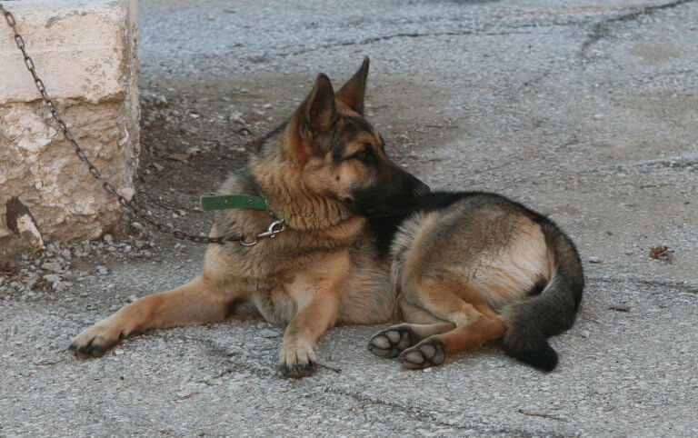 Βοιωτία: Άφησε τον σκύλο του δεμένο για μήνες – Οι γείτονες δεν έμειναν απαθείς!