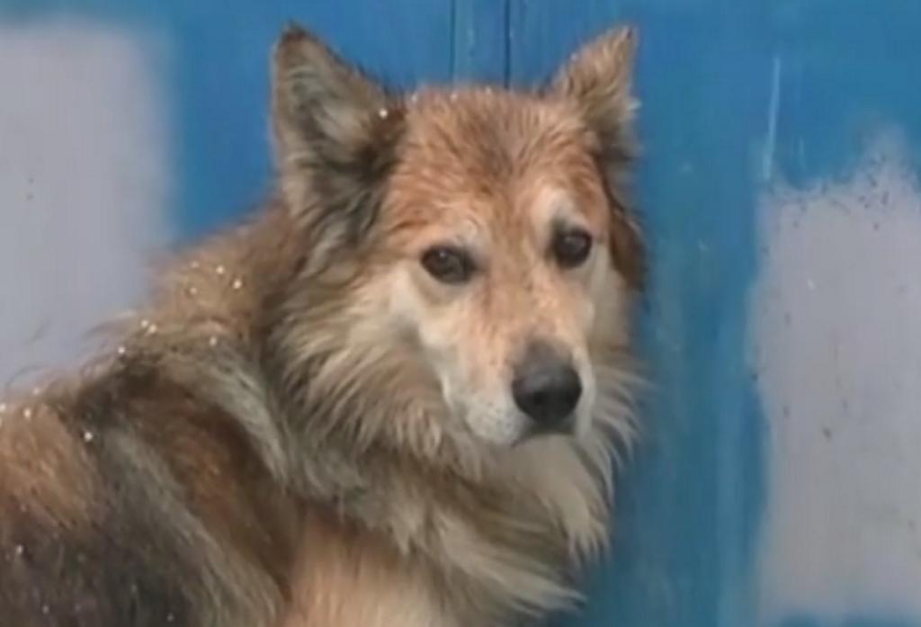 Κέρκυρα: Αυτός είναι ο σκύλος που φώτισε τη δολοφονία της Αγγελικής Πέτρου – Οι κινήσεις του τη νύχτα του εγκλήματος – video
