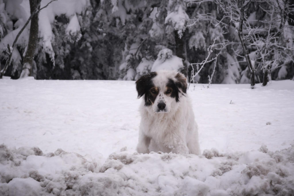 Ο σκύλος… χάθηκε στο χιόνι