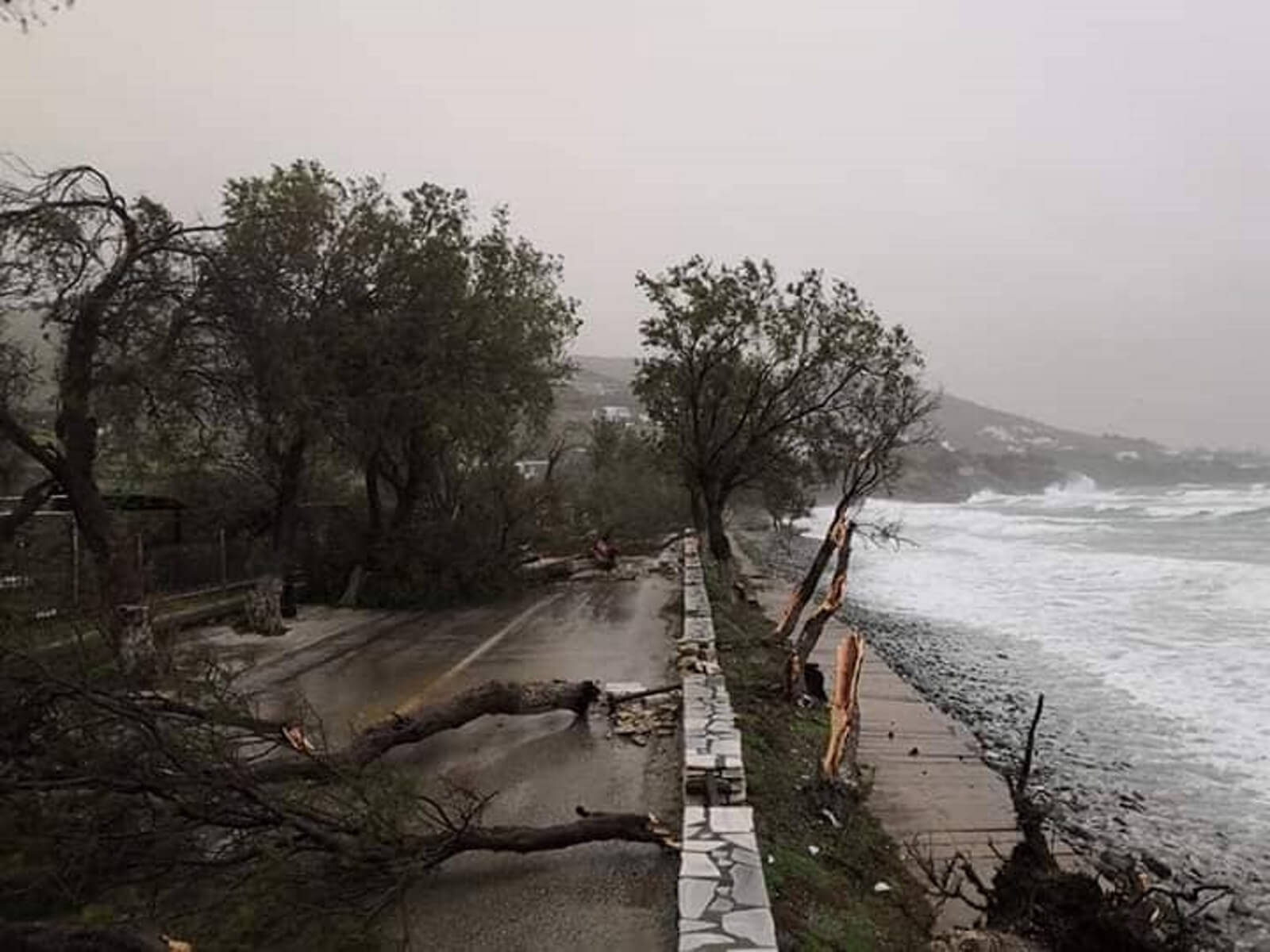 Θεομηνία στην Τήνο! Ξεριζώθηκαν δέντρα – Έκλεισε ο δρόμος [pics]