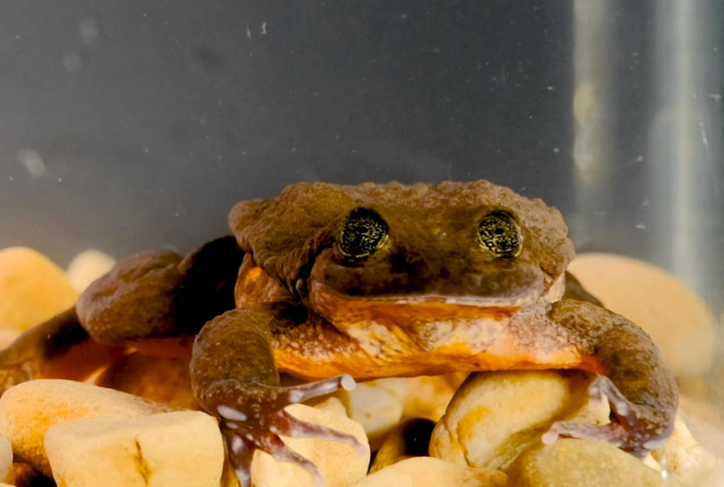 Ο πιο μοναχικός βάτραχος στον κόσμο βρήκε το ταίρι του – video