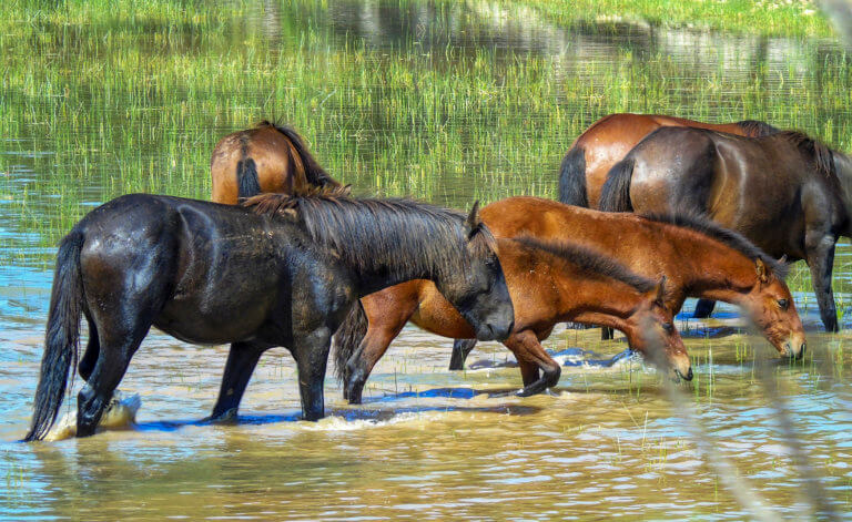 Άγνωστος σκοτώνει άλογα στο Καρβουνάρι Θεσπρωτίας