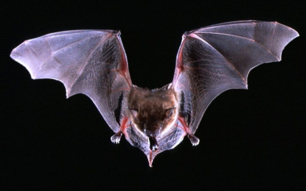 Ανακαλύφθηκαν νυχτερίδες με κορονοϊούς παρόμοιους με τον SARS-CoV-2 και ικανούς να μολύνουν τους ανθρώπους