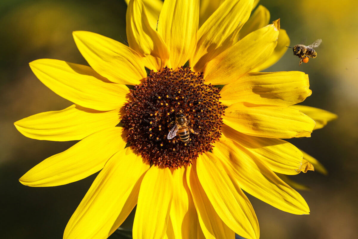 Οι μέλισσες… ξέρουν μαθηματικά – Μπορούν να κάνουν πρόσθεση και αφαίρεση