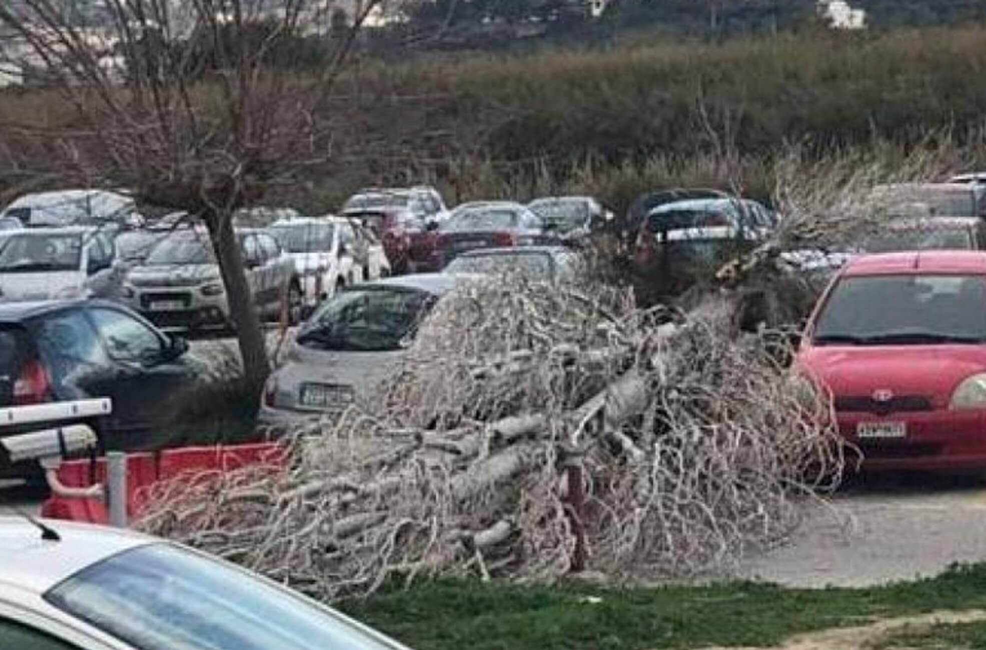 Πάτρα: Πτώση δέντρου σε πάρκινγκ νοσοκομείου – Έπεσε πάνω σε παρκαρισμένο αυτοκίνητο!